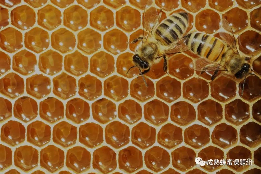酶对身体有何重要意义？天然成熟蜂蜜中含有哪些酶？