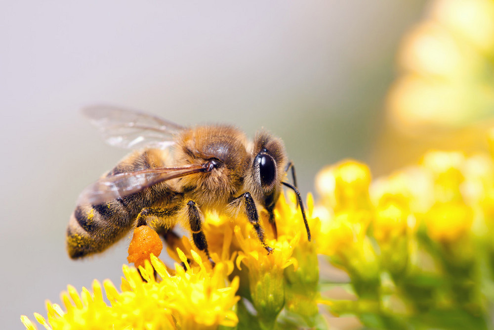 蜜蜂是如何自我治疗疾病的？